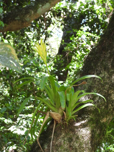 Vriesea maxoniana, photograph 5