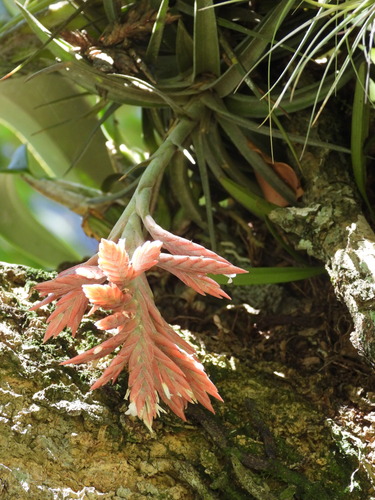 Tillandsia didisticha, photograph 5