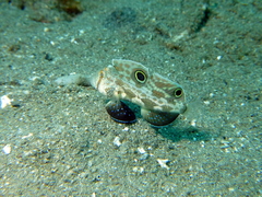 Signigobius biocellatus