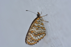 Nymphalidae