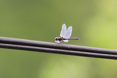Sympetrum nigrifemur