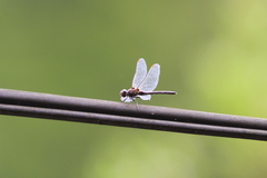 Sympetrum nigrifemur