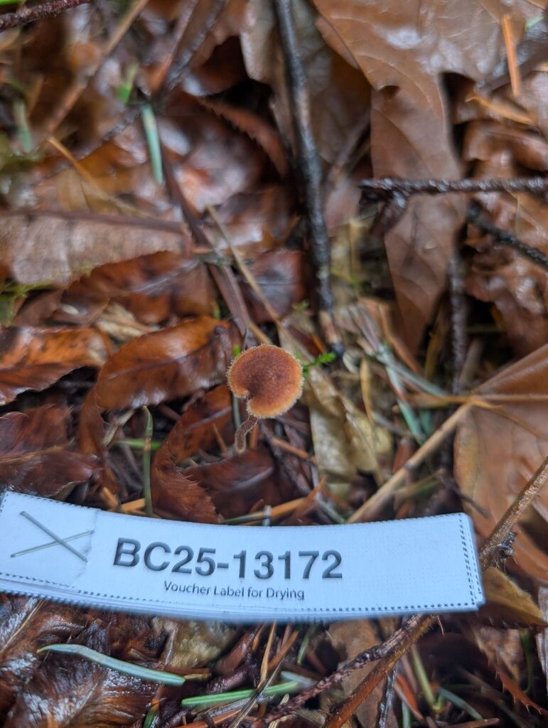 Auriscalpium vulgare