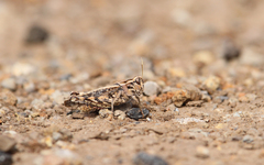 Calliptamus madeirae