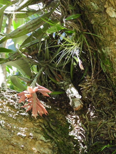 Tillandsia didisticha, photograph 4