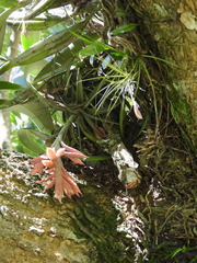 Tillandsia didisticha, photograph author not stated, no rights reserved