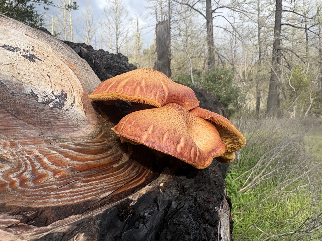 Gymnopilus luteofolius · December 2025 · photo: © jzupan (iNaturalist, cc-by)