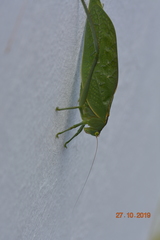 Tettigoniidae