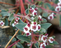 Euphorbia capitellata