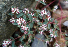 Euphorbia capitellata