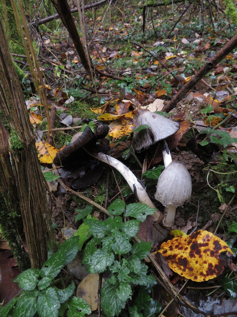 Coprinopsis atramentaria · December 2025 · photo: © mycototor (iNaturalist, cc-by)