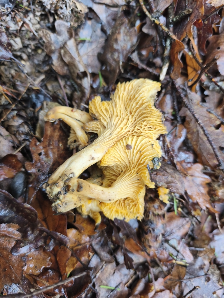 Cantharellus pallens · December 2025 · photo: © mycototor (iNaturalist, cc-by)