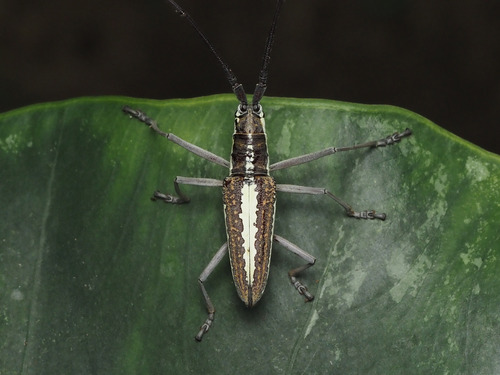 fig tree borer