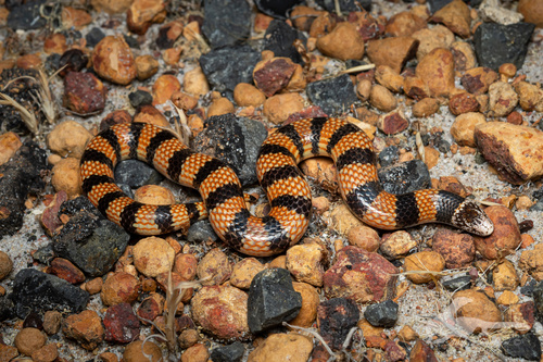Southern Desert Banded Snake sighting