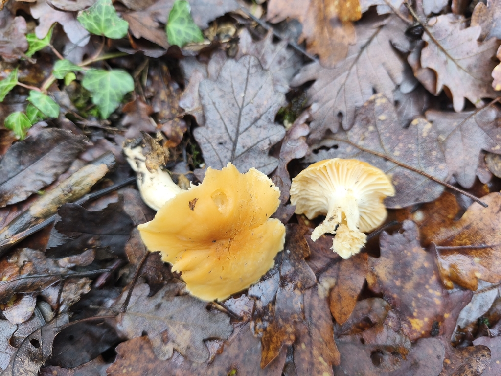 Cuphophyllus pratensis · December 2025 · photo: © mycototor (iNaturalist, cc-by)