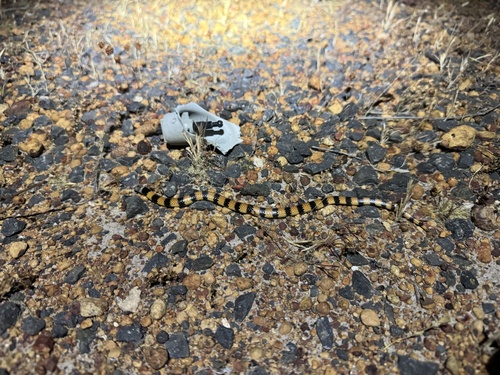 Southern Desert Banded Snake sighting