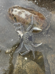 Cyrtograpsus angulatus