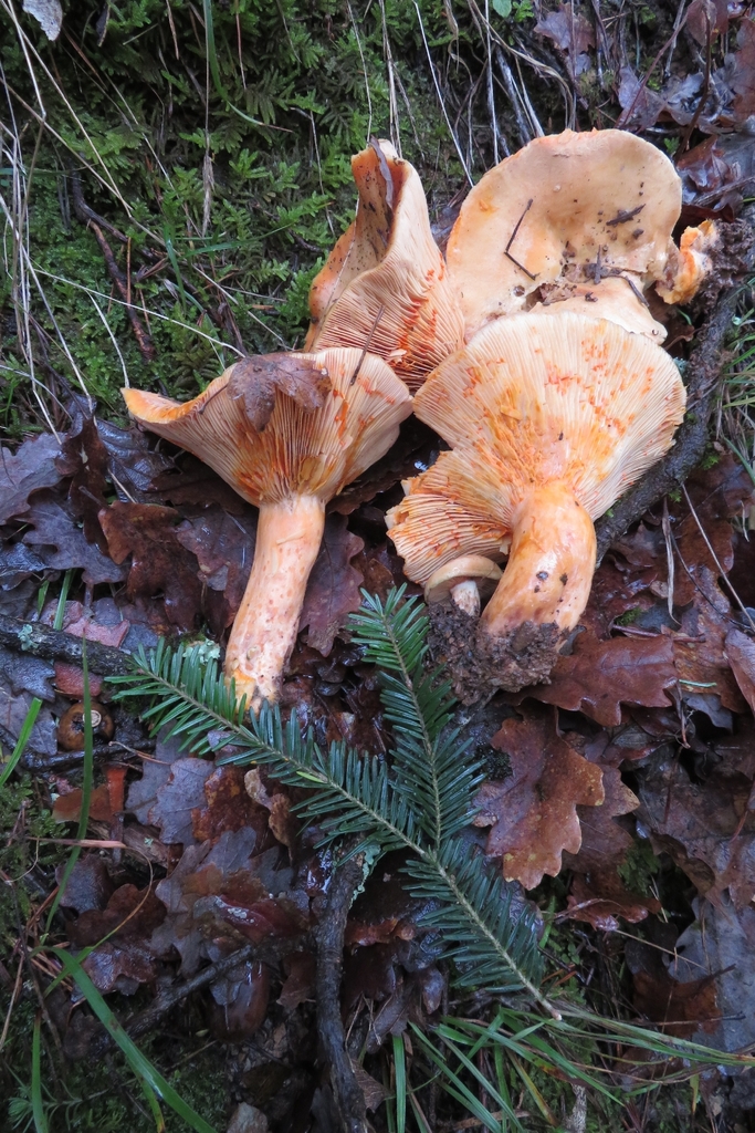 Lactarius salmonicolor · December 2025 · photo: © mycototor (iNaturalist, cc-by)