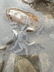 Cyrtograpsus angulatus