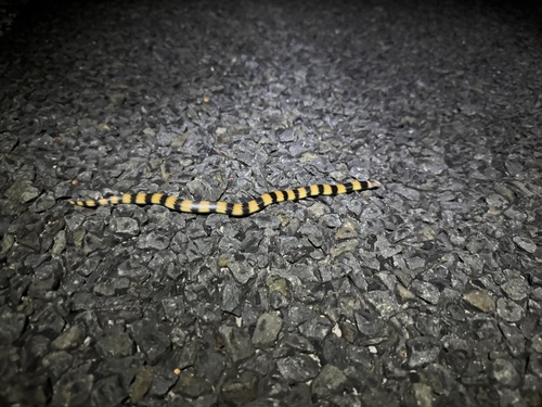 Southern Desert Banded Snake sighting