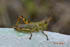 Melanoplus differentialis