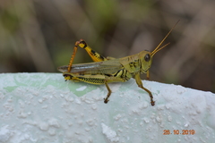 Melanoplus differentialis