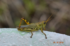 Melanoplus differentialis