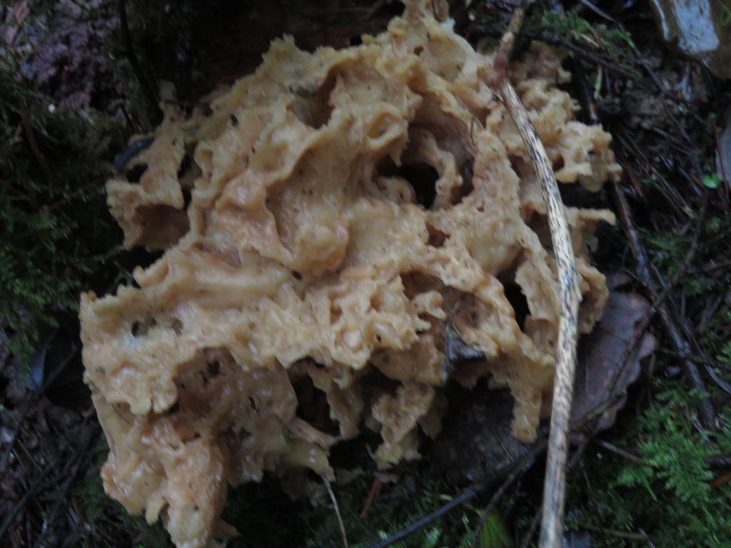 Sparassis crispa · December 2025 · photo: © mycototor (iNaturalist, cc-by)