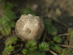 Gymnospermium odessanum