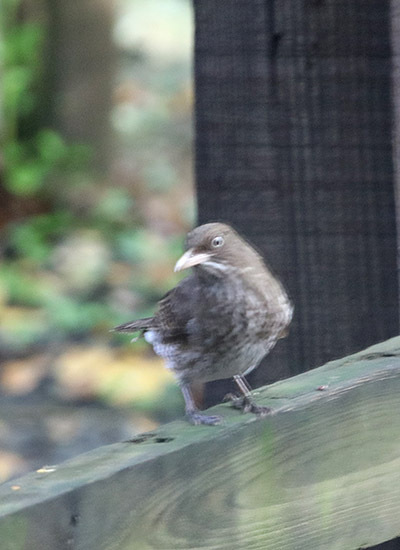 Pearly-eyed Thrasher