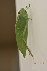 Tettigoniidae