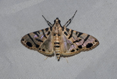 Azochis