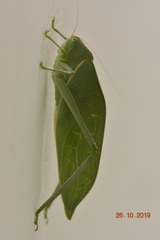 Tettigoniidae