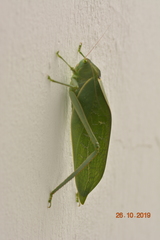Tettigoniidae