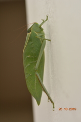 Tettigoniidae