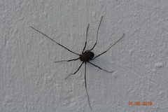 Opiliones