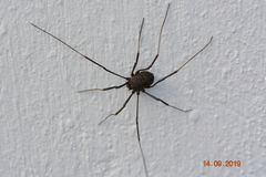 Opiliones