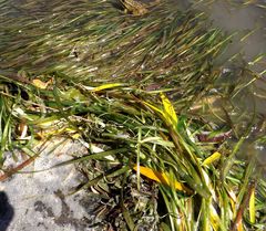 Vallisneria spiralis