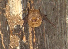 Emballonuridae