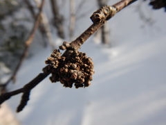 Acalitus calycophthirus