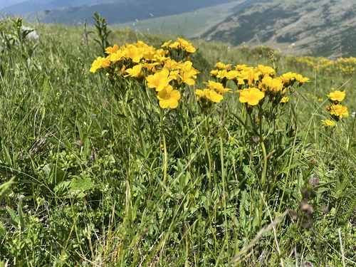 Yellow Balkan flax (Linum capitatum)