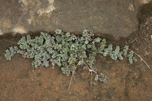 gray matplant (Tiquilia nesiotica)
