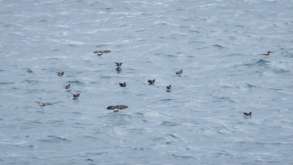 White-vented Storm-petrel
