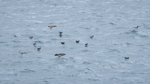 White-vented Storm-petrel