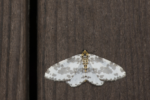 Pseudabraxas taiwana