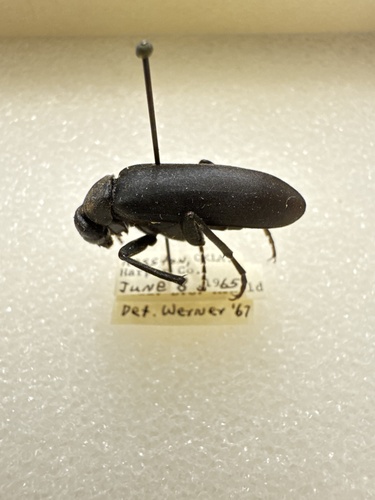 Epicauta corvina