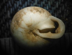 Inflectarius inflectus