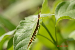 Acrididae
