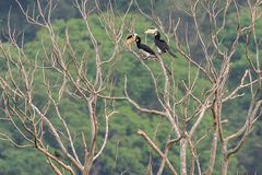 Anthracoceros coronatus