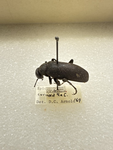 Epicauta corvina
